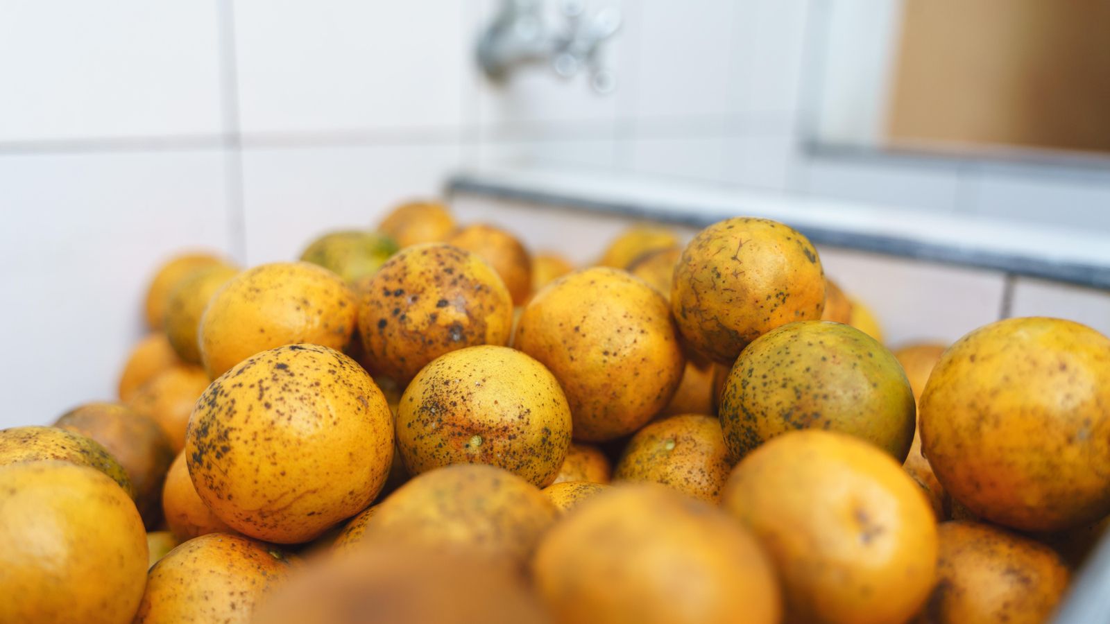 Taronges afectades per la taca negra dels cítrics (Phyllosticta citricarpa McAlpine)