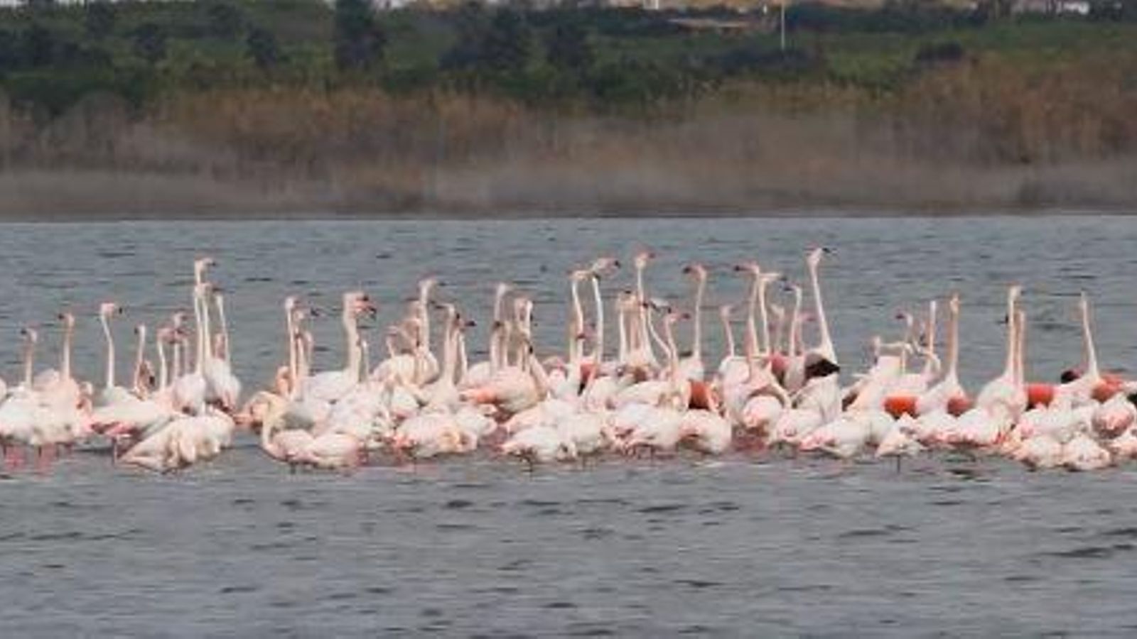 Els flamencs, en els rituals d'aparellament, a la Mata de Torrevella