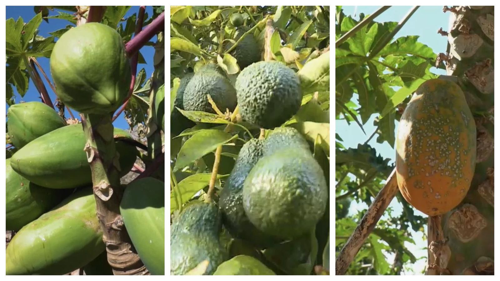 Alguns dels nous productes que trobem al camp valencià: pitaia, alvocat o mango