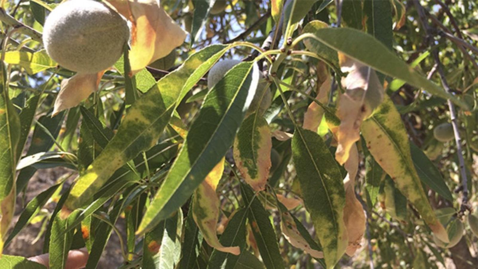 ENTREVISTA | ASAJA Alacant aposta per un pla de contenció per a conviure amb la xilel·la