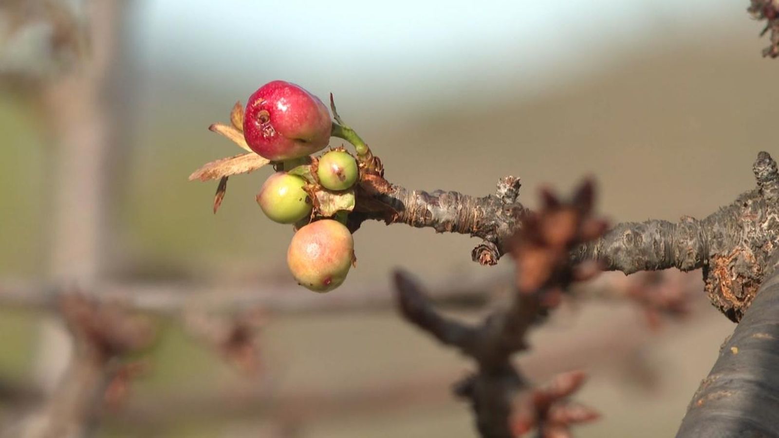 Cireres germinant en ple desembre a Planes