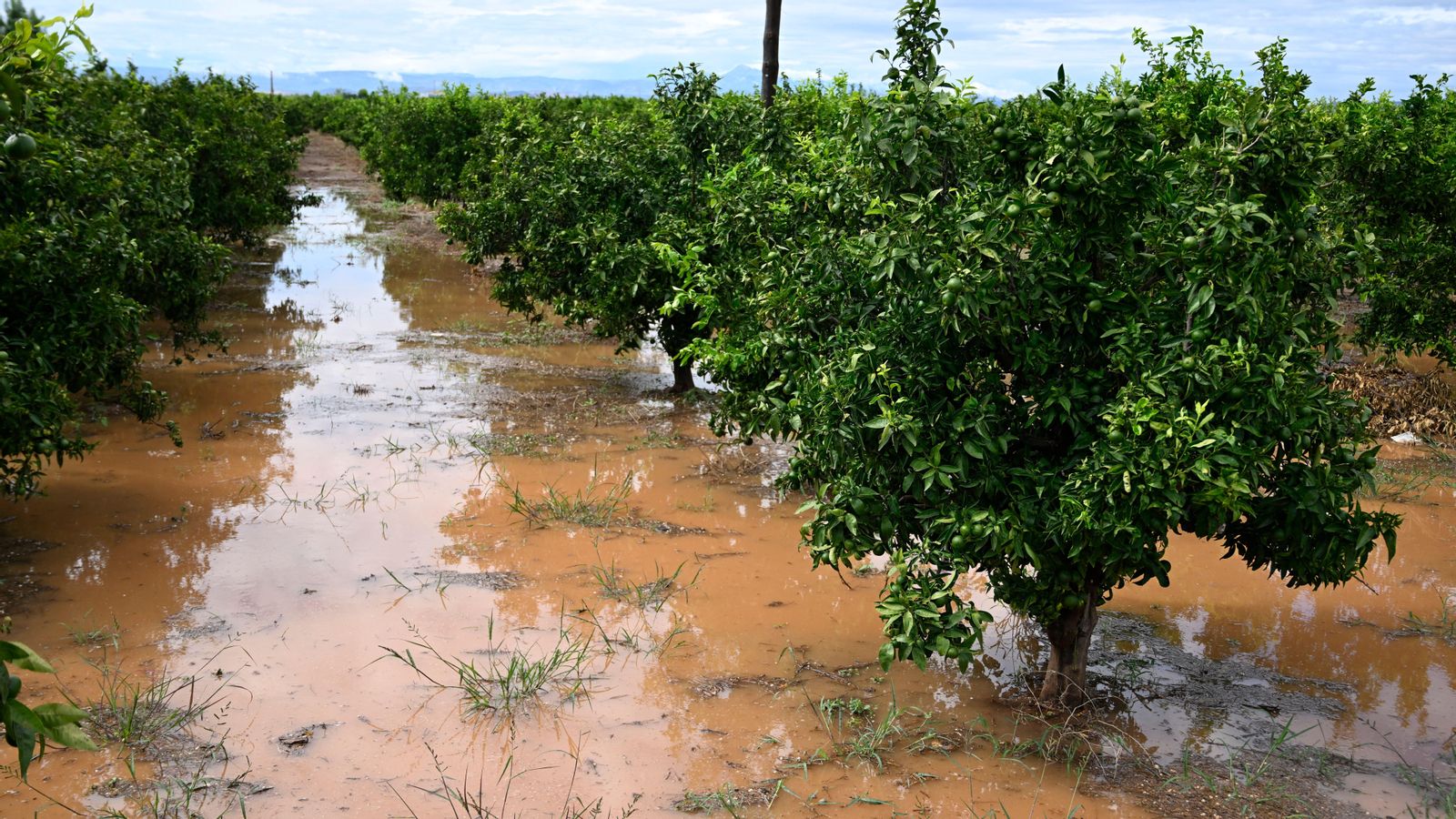 Efectes de les pluges en un camp de Borriol