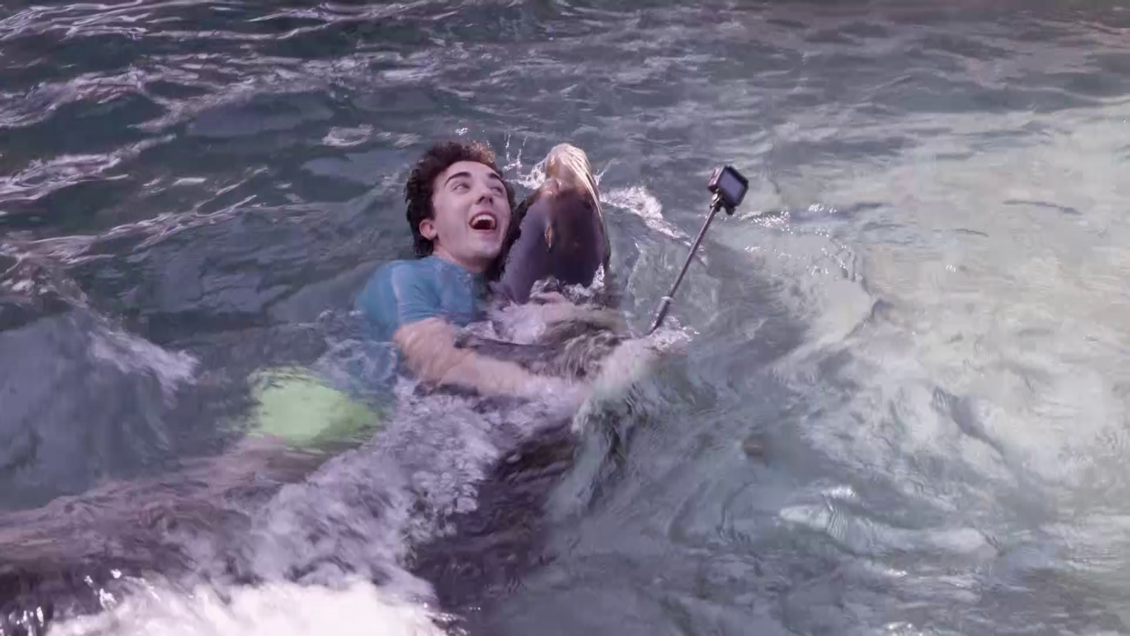 La Colla en remull | Lleons marins