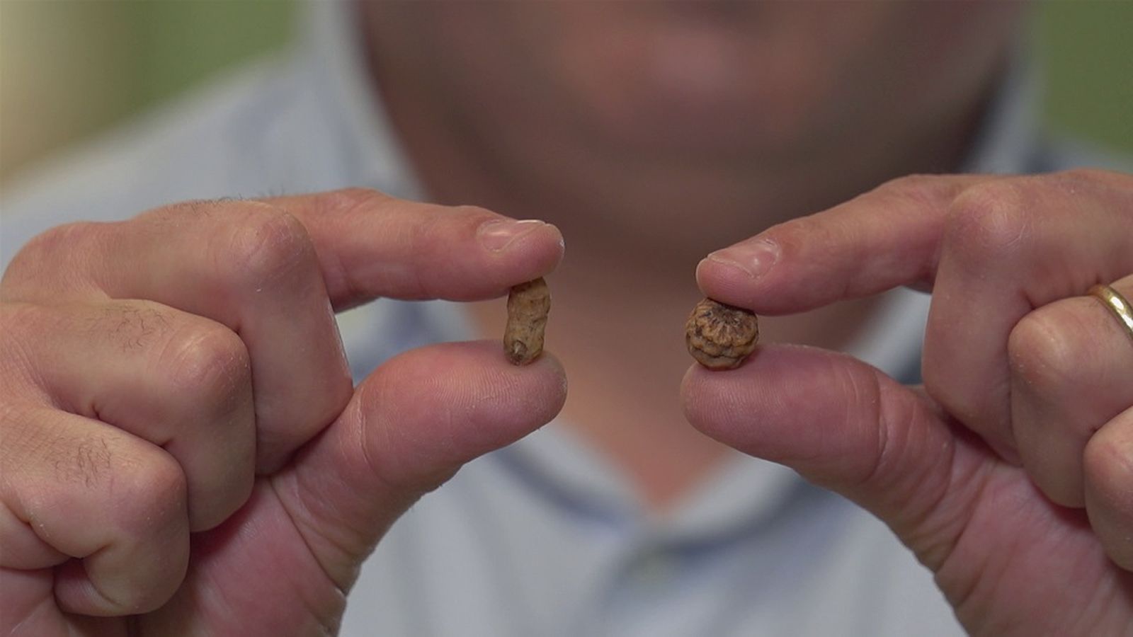 El vertader origen de la xufa