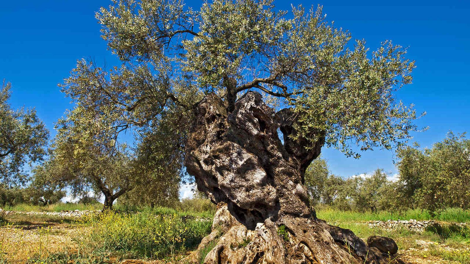 Un exemplar d'olivera del Maestrat, comarca que concentra la major part de les oliveres milenàries del món.