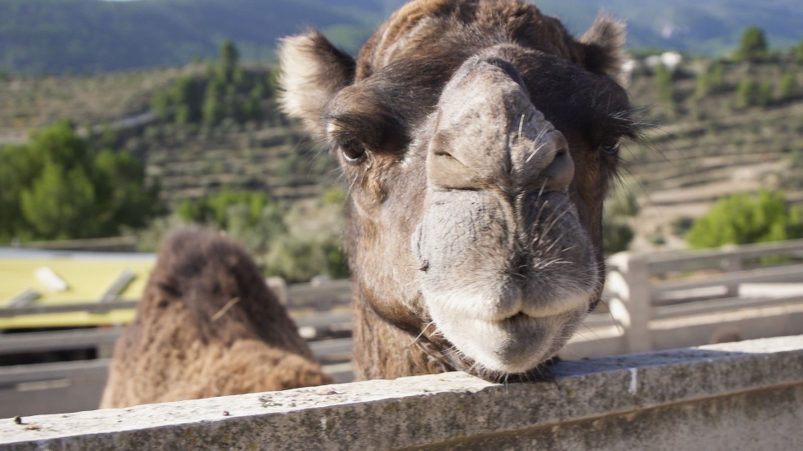 Animalades | Pas a pas