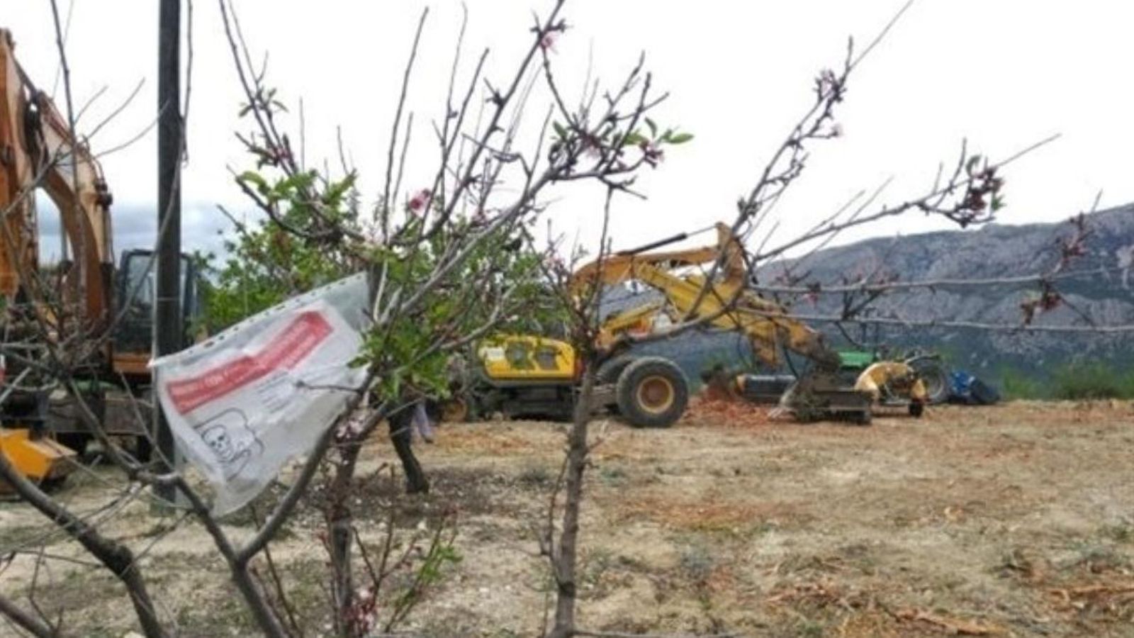 Un tractor arranca arbres malalts d'un camp