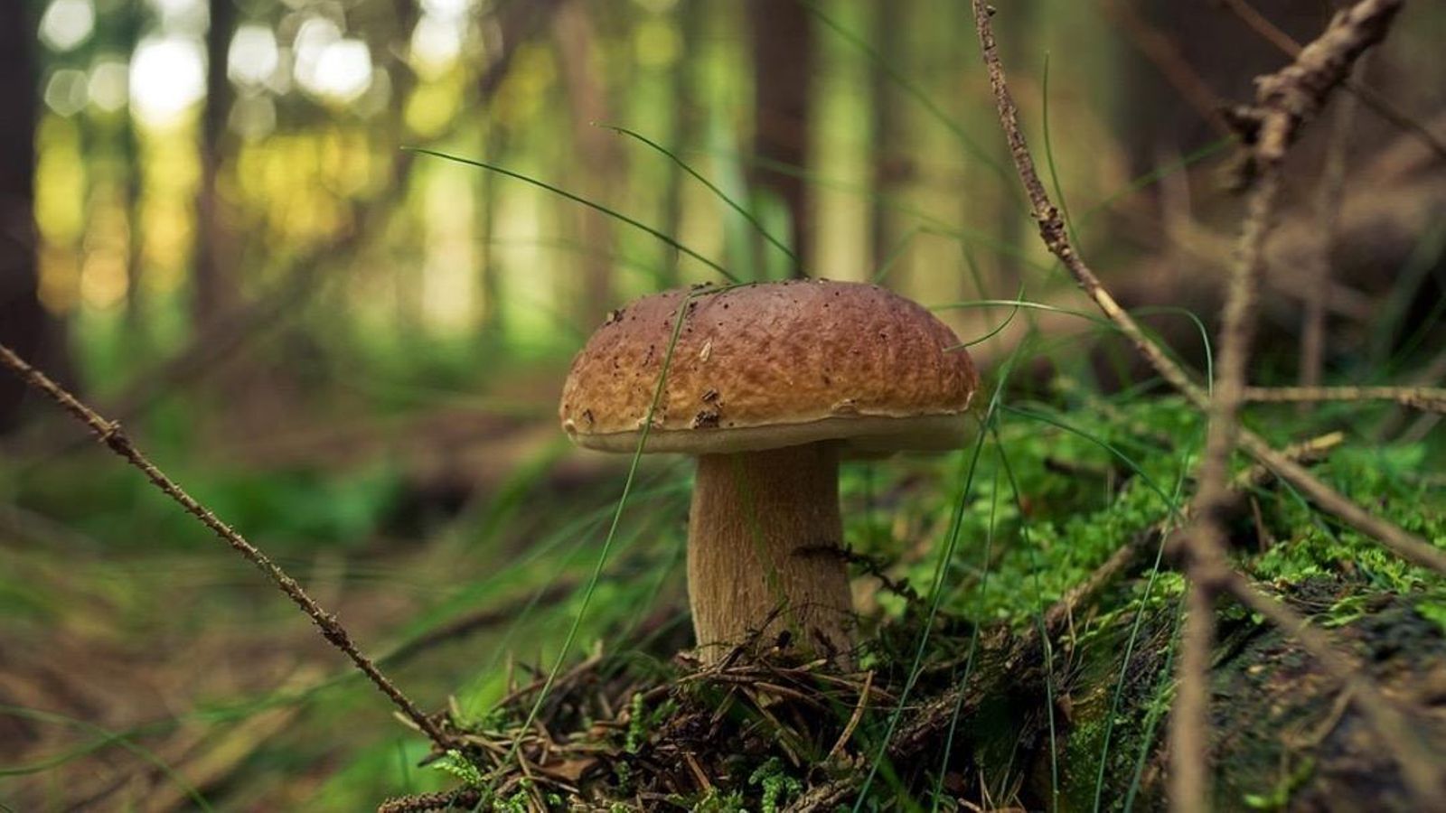 02.11.2019 | Els bolets, l’internet del bosc