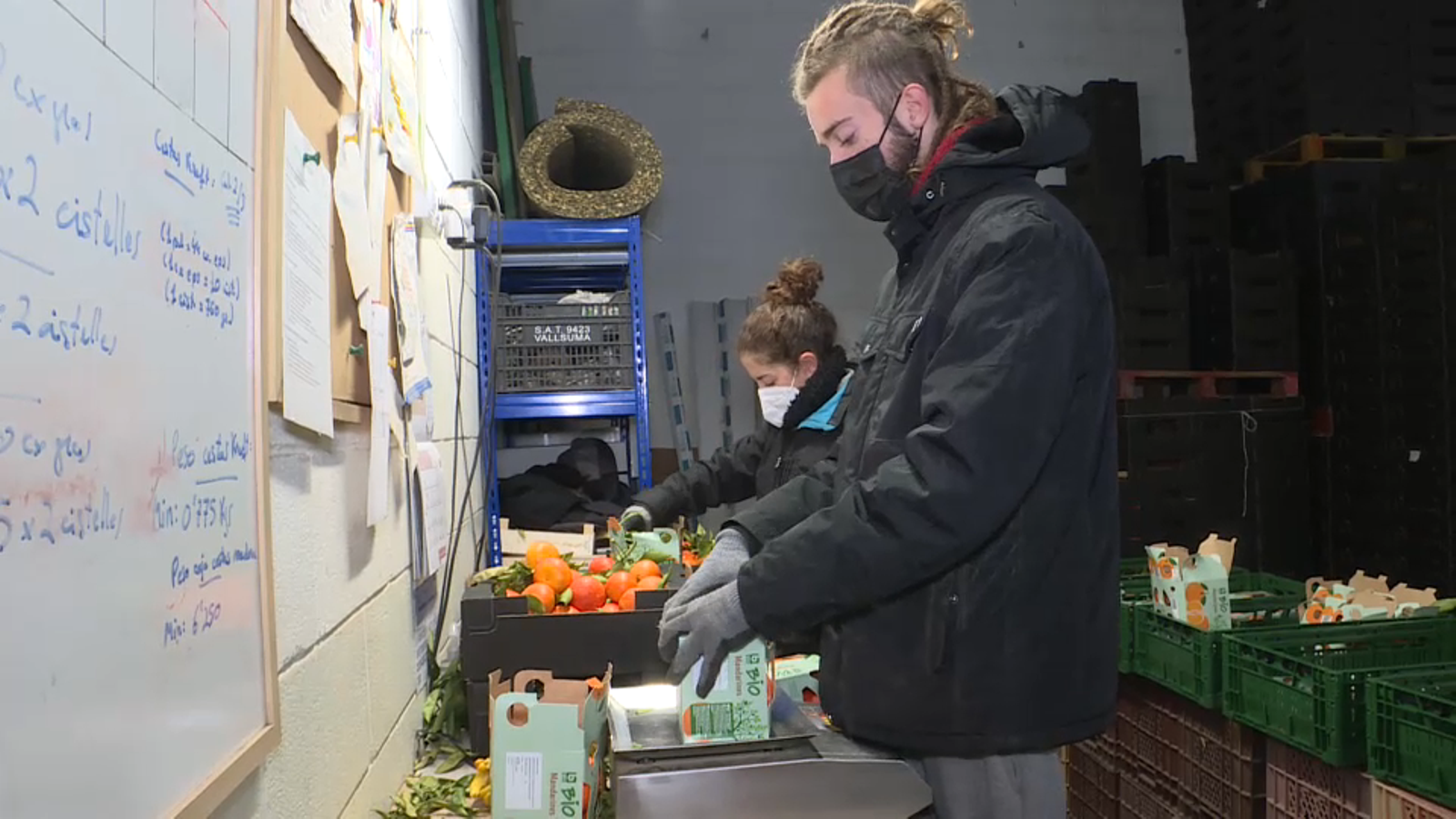 Preparació de les caixes amb taronges que enviaran a Àustria
