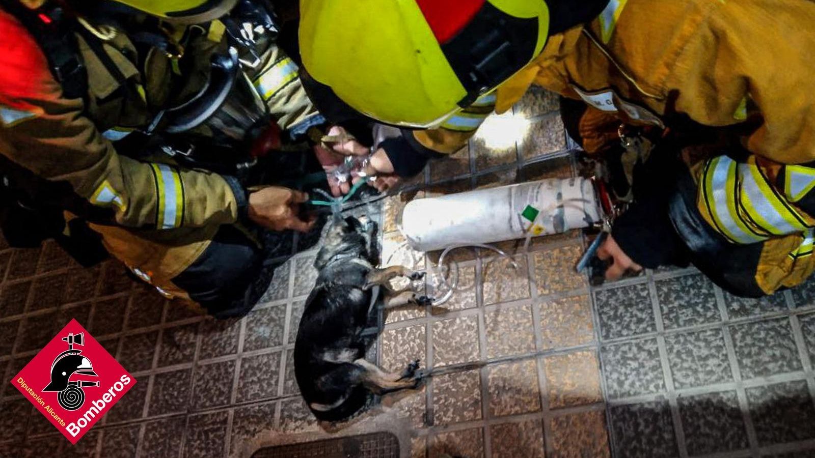 Efectius de bombers presten assistència sanitària al gos intoxicat pel fum