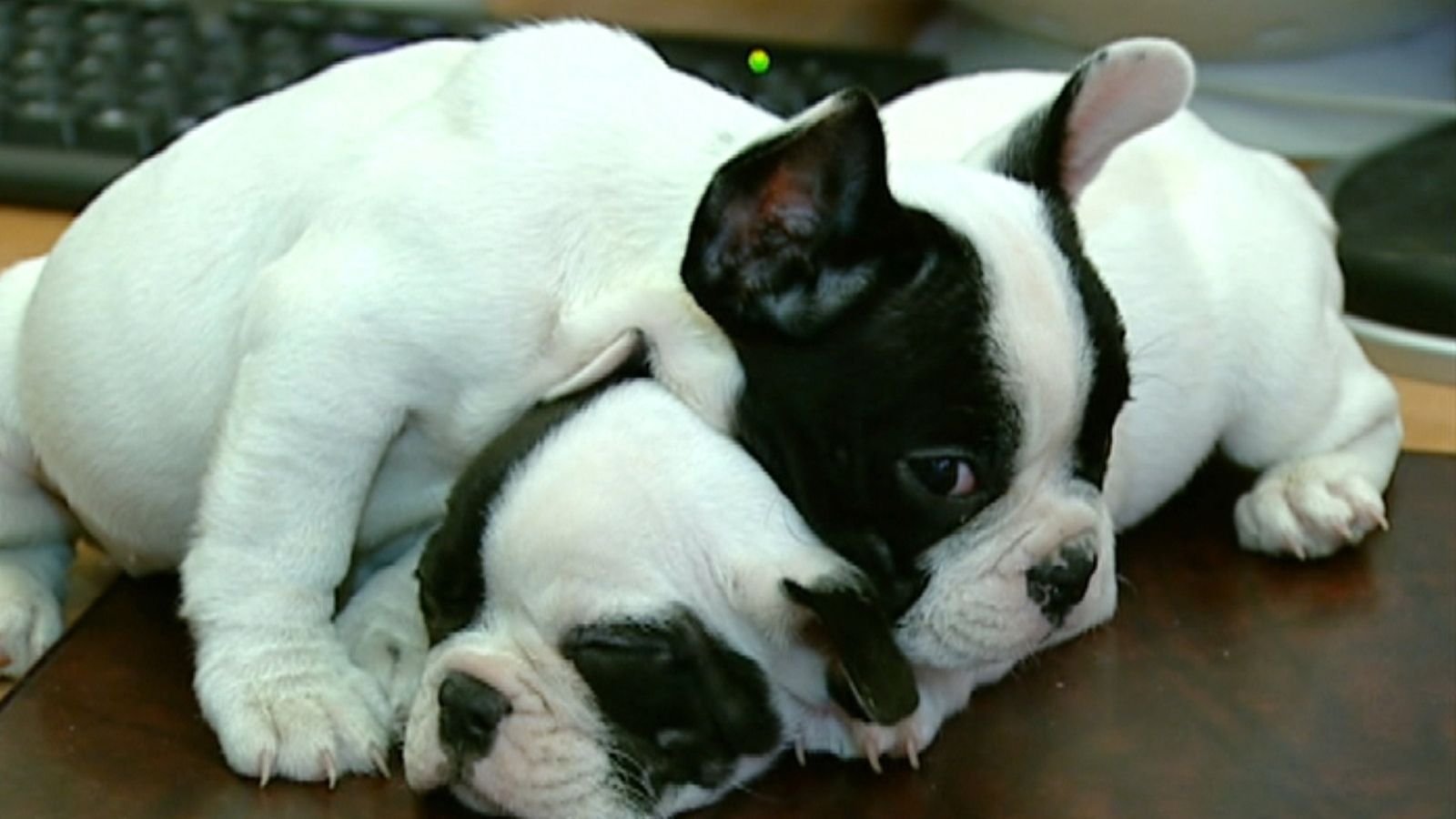 Dos gossos descansen en el veterinari