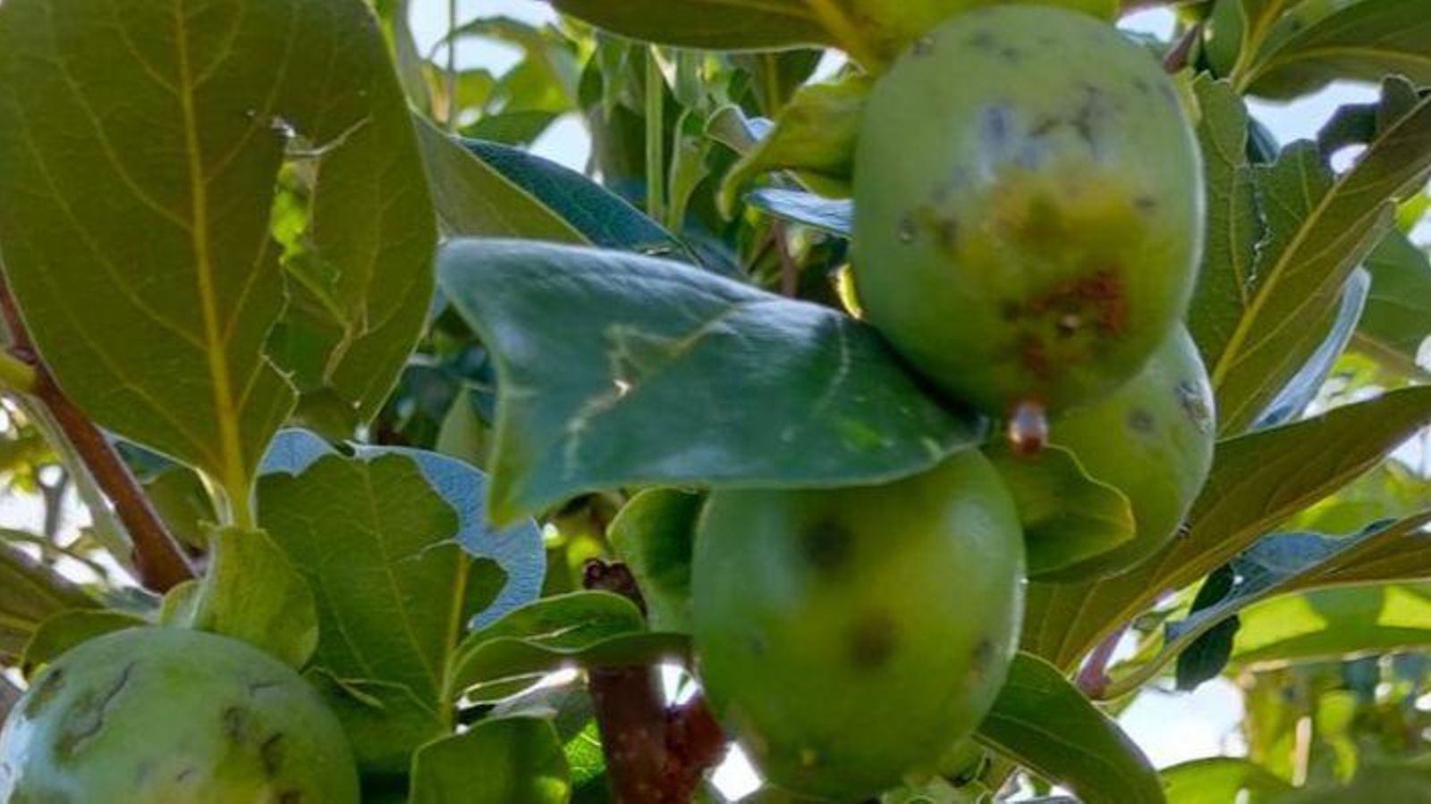 Fruites afectades per la pedra