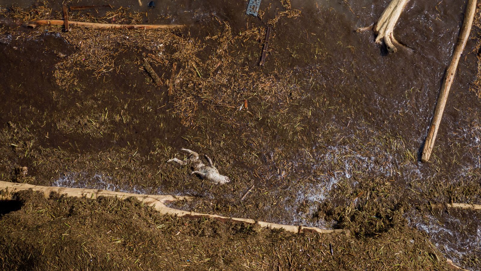 L'Albufera ha arreplegat tot el que la riuada ha arrasat al seu pas