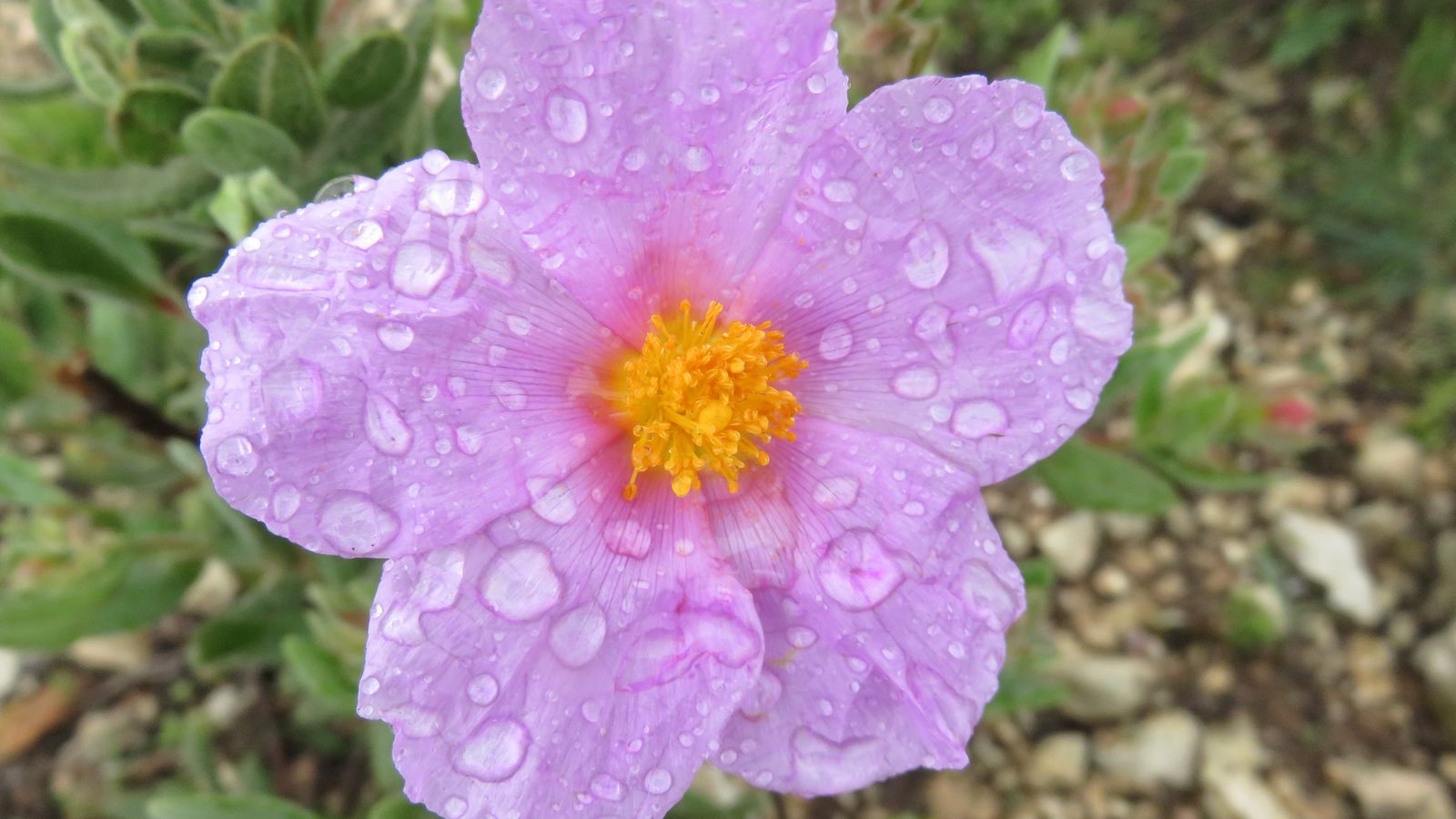 Banyeres de Mariola, l'Alcoià