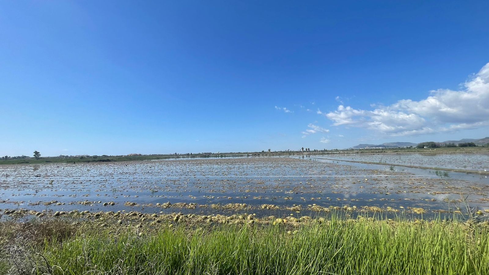 Marjal de Sagunt, on proliferen els mosquits que acosen el veínat del Camp de Morvedre