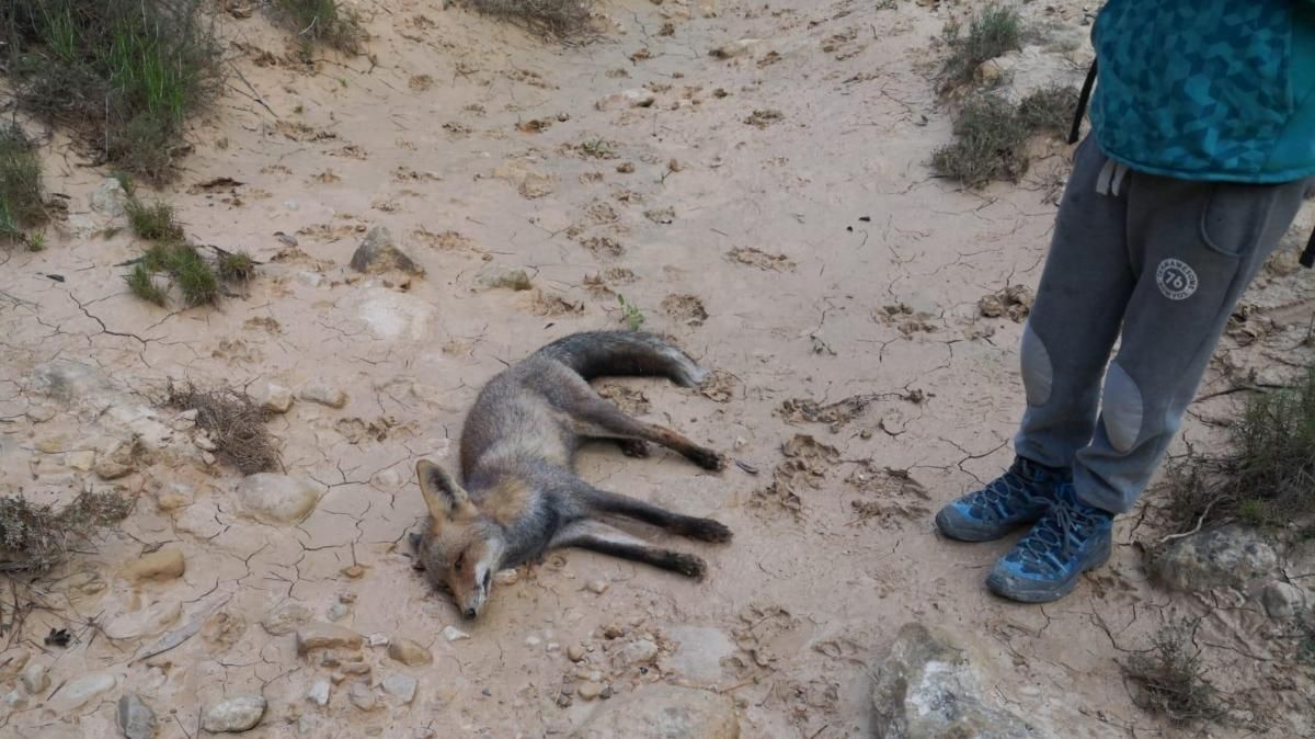 Rabosa enverinada dins del barranc de Barbàsena d'Elx Rabosa enverinada dins del barranc de Barbàsena d'Elx
