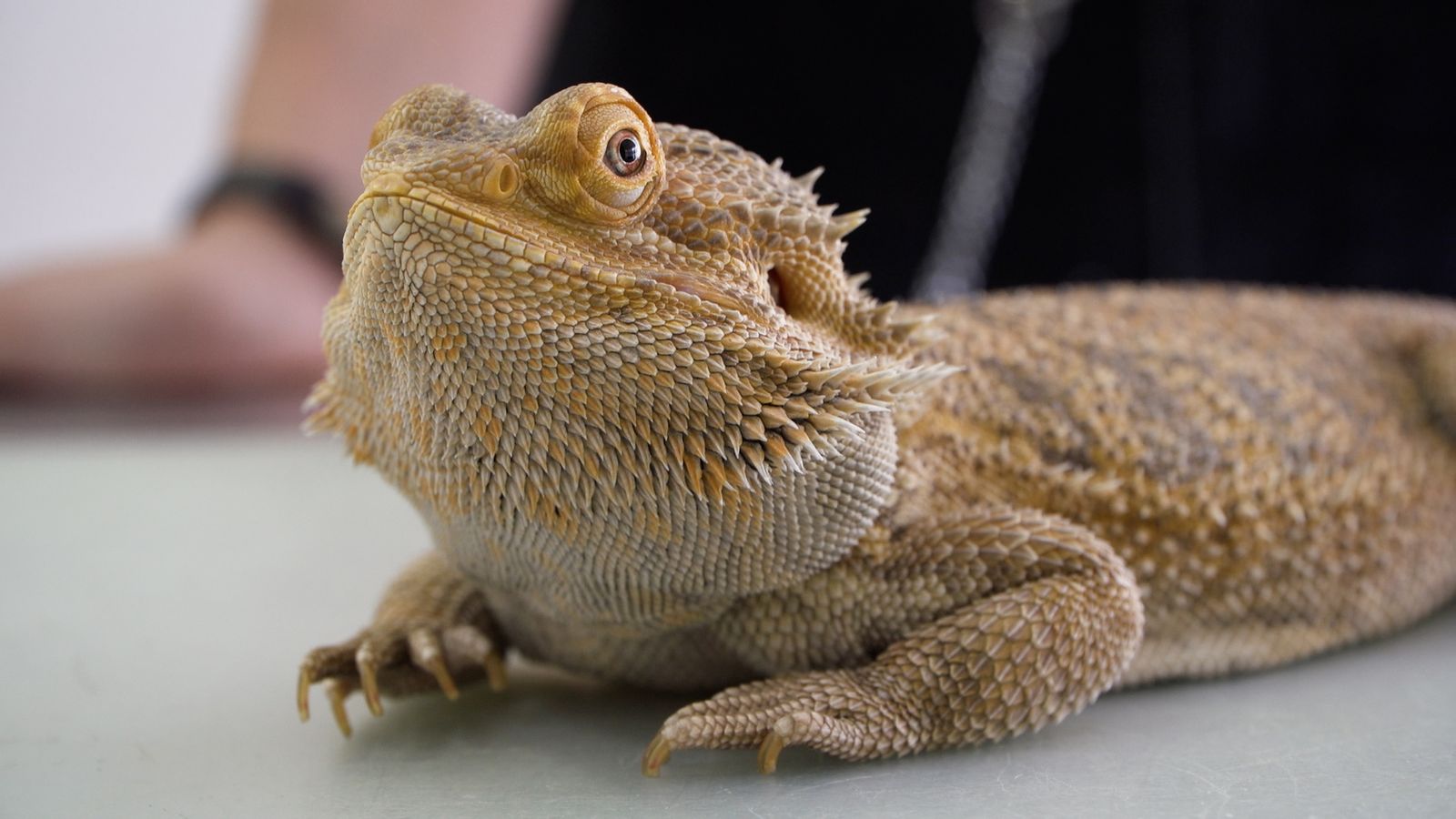 Animalades | Uns van i altres es queden