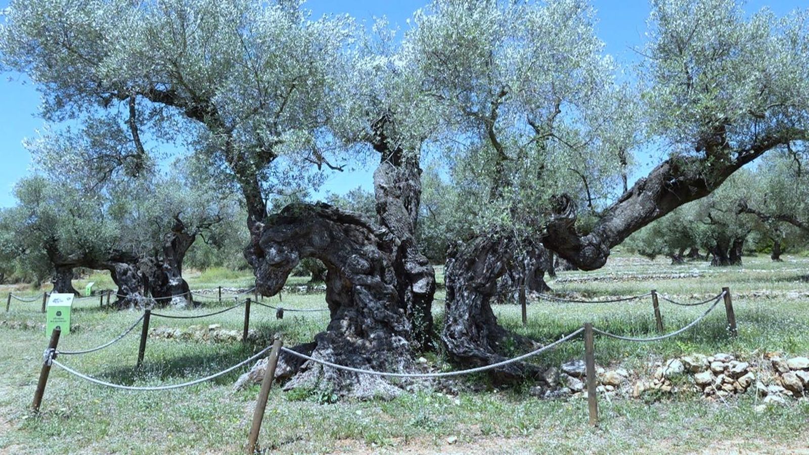 La millor olivera monumental d’Espanya està al Baix Maestrat
