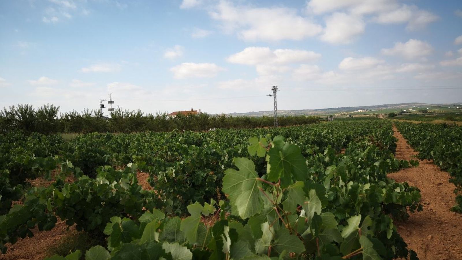 El 15 de setembre s'iniciarà la verema de les varietats primerenques