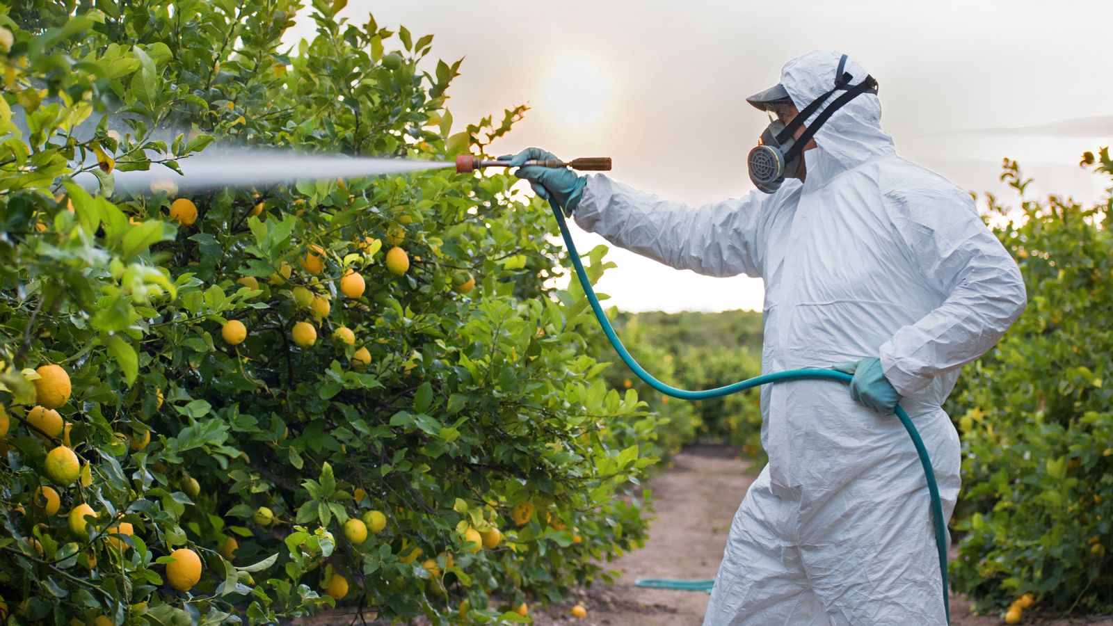 Un fumigador pulveritza amb pestidida llimeres, en una imatge d'arxiu