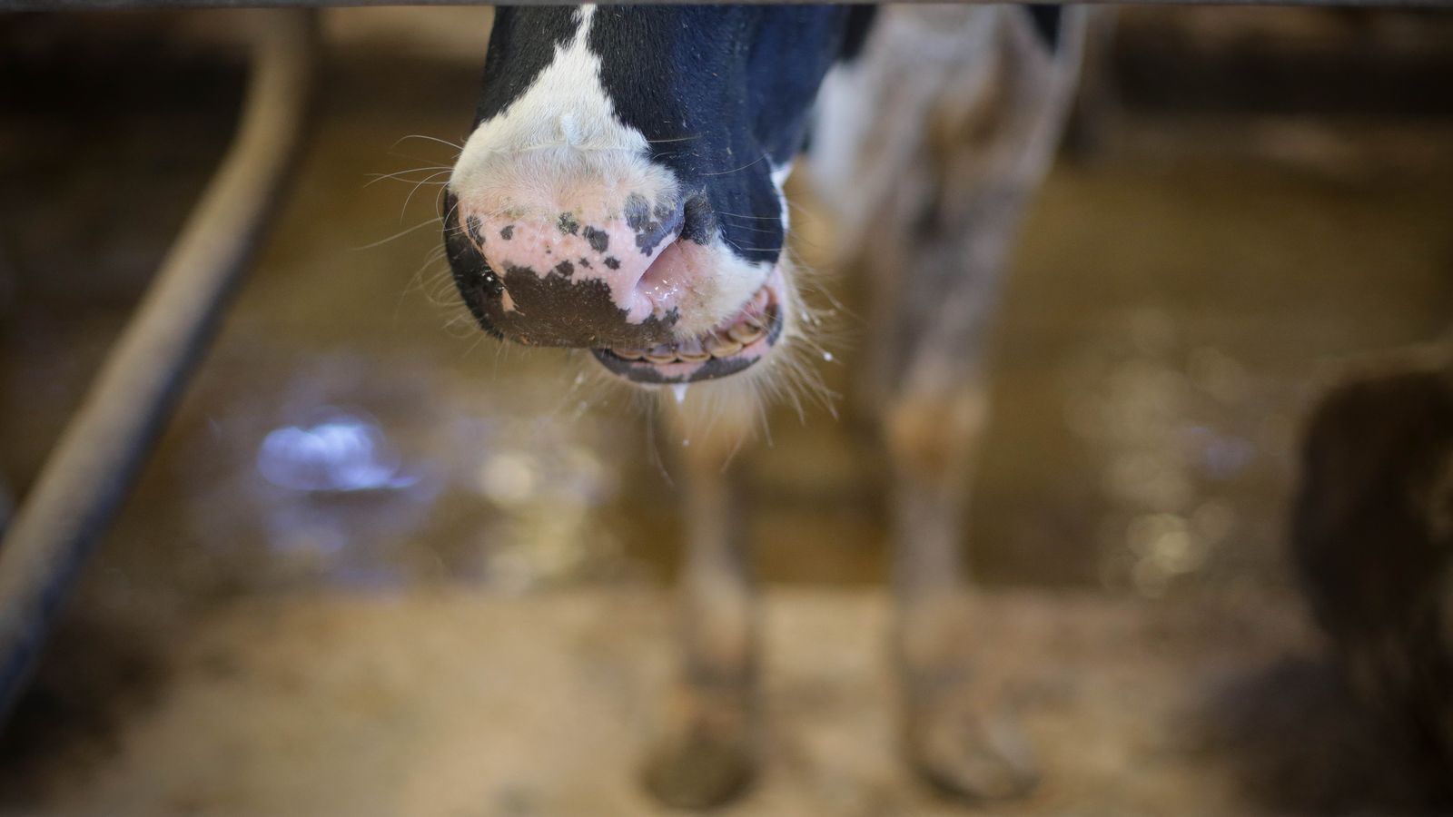 Una vaca, en una imatge d'arxiu