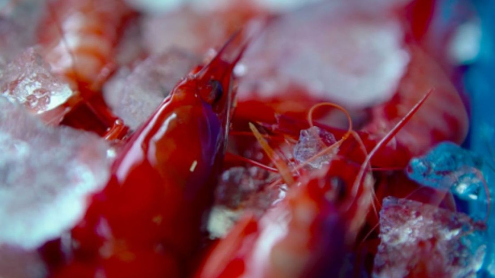 08.01.2019 | Concurs de la Gamba Roja de Dénia