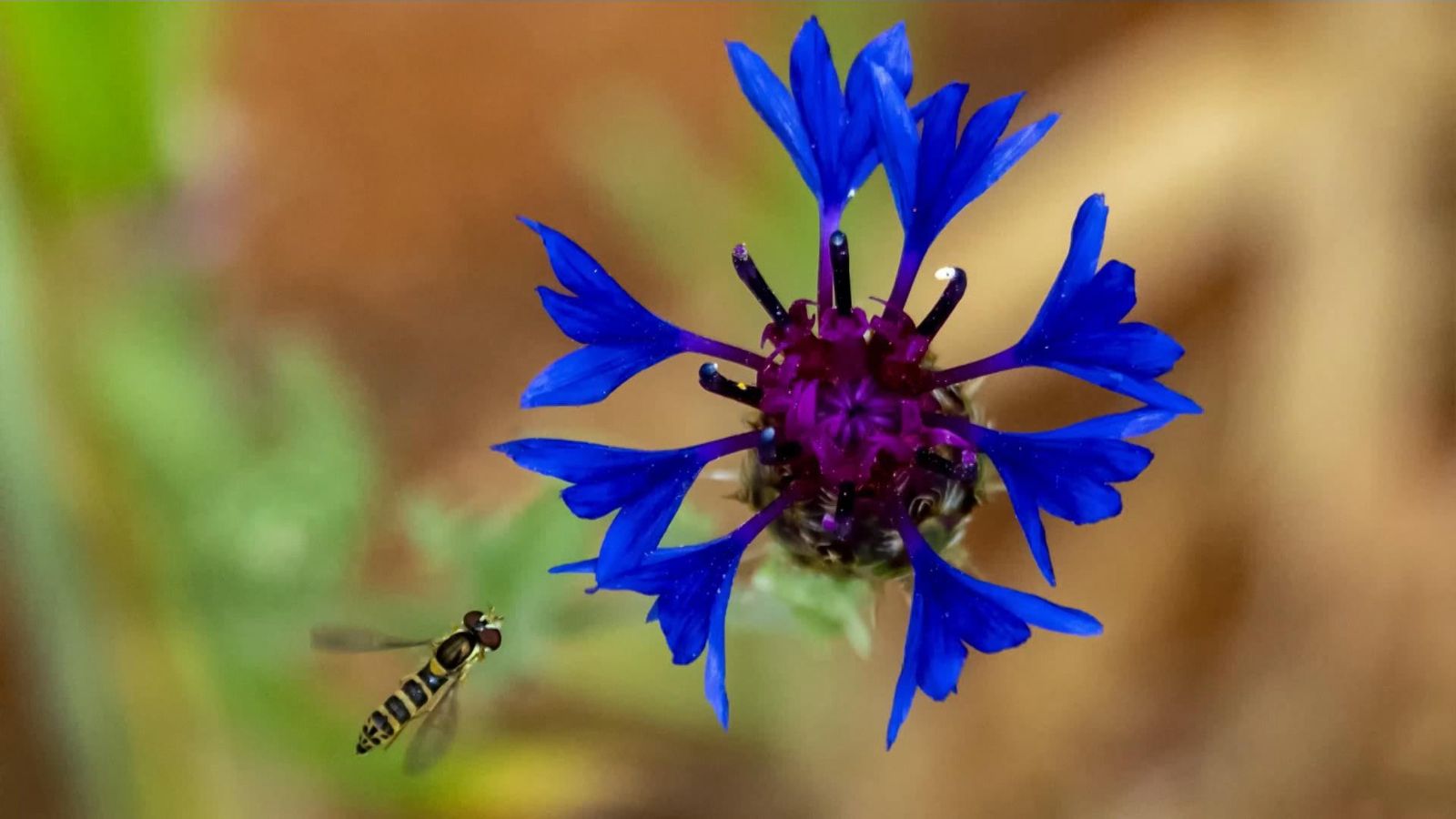 Bocairent, la Vall d'Albaida