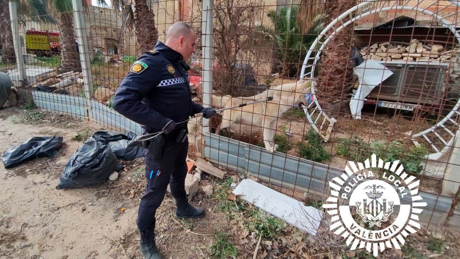 Un agent de la policia local intenta atrapar l'animal