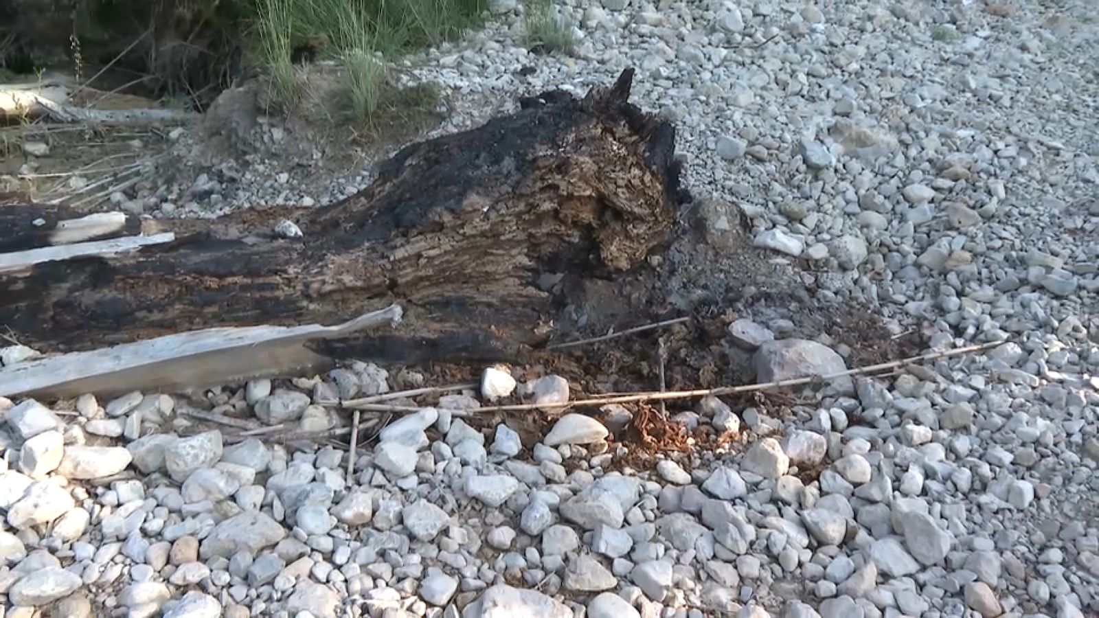 Arbre sota el qual van aparéixer les restes òssies a Xestalgar