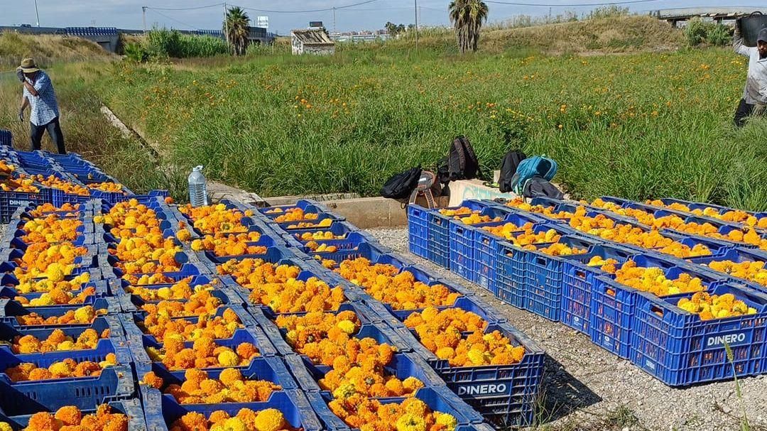 La popular batalla floral enguany llançarà més d’1,3 milions de clavellons