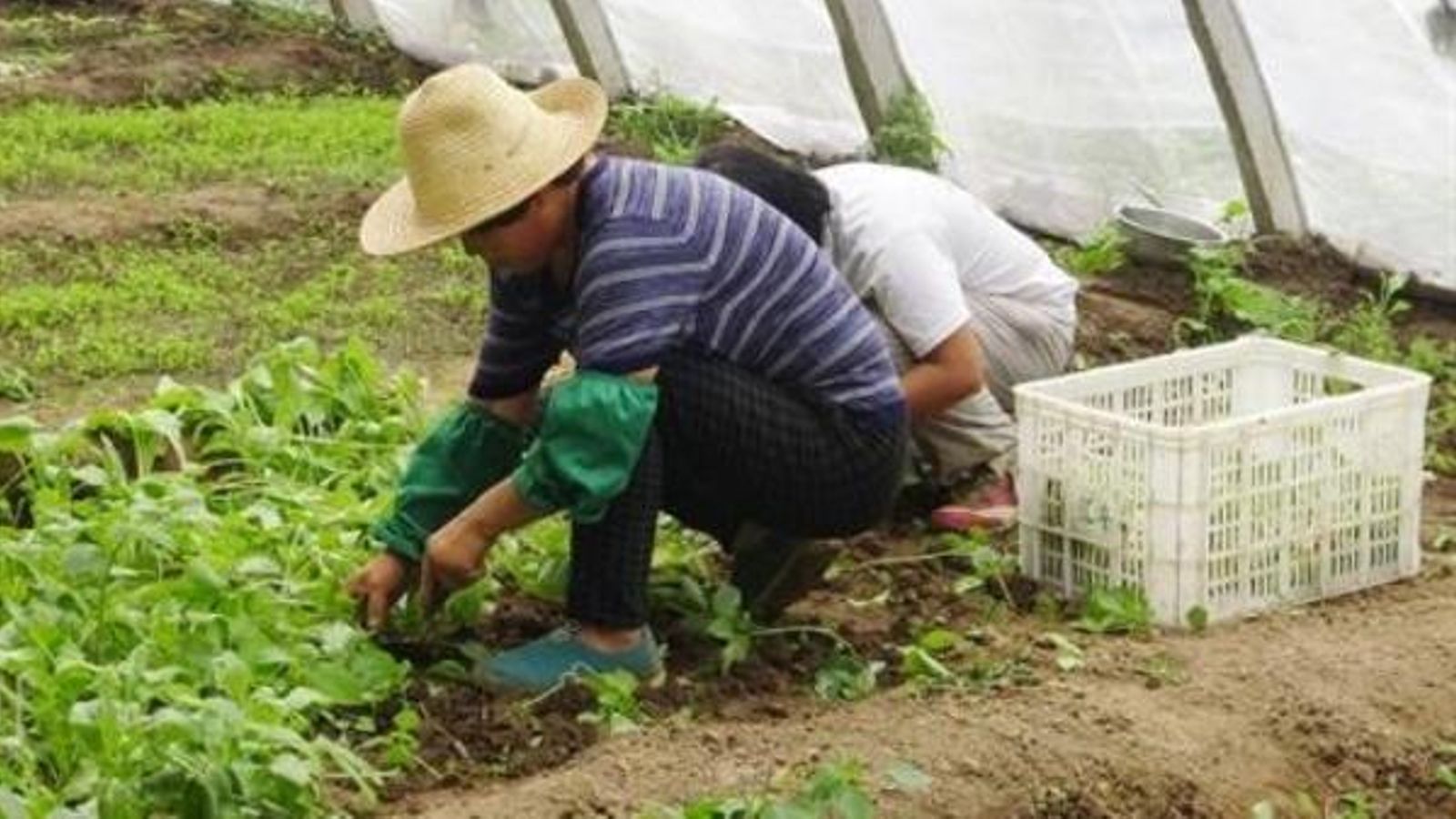 Un treballador estranger arreplega collites