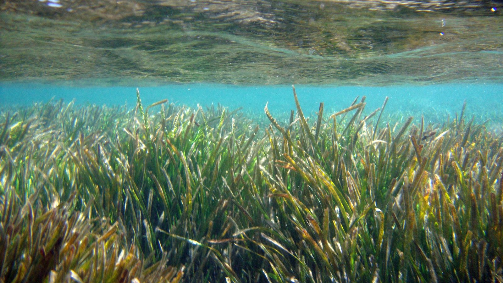 La posidonia oceànica és una espècia protegida