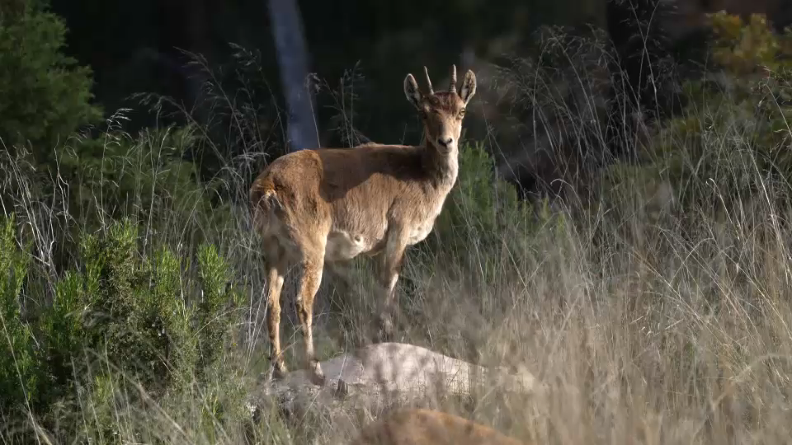"Comarquem" amb Javi Miró | La Plana d'Utiel-Requena