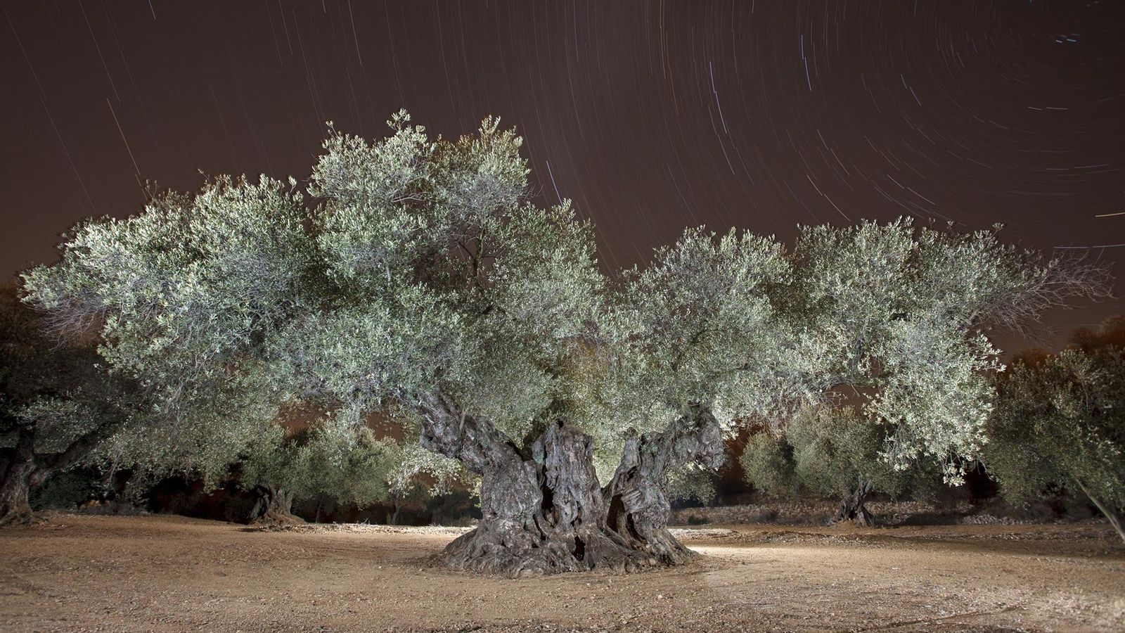 L'Olivera de Sinfo de Traiguera