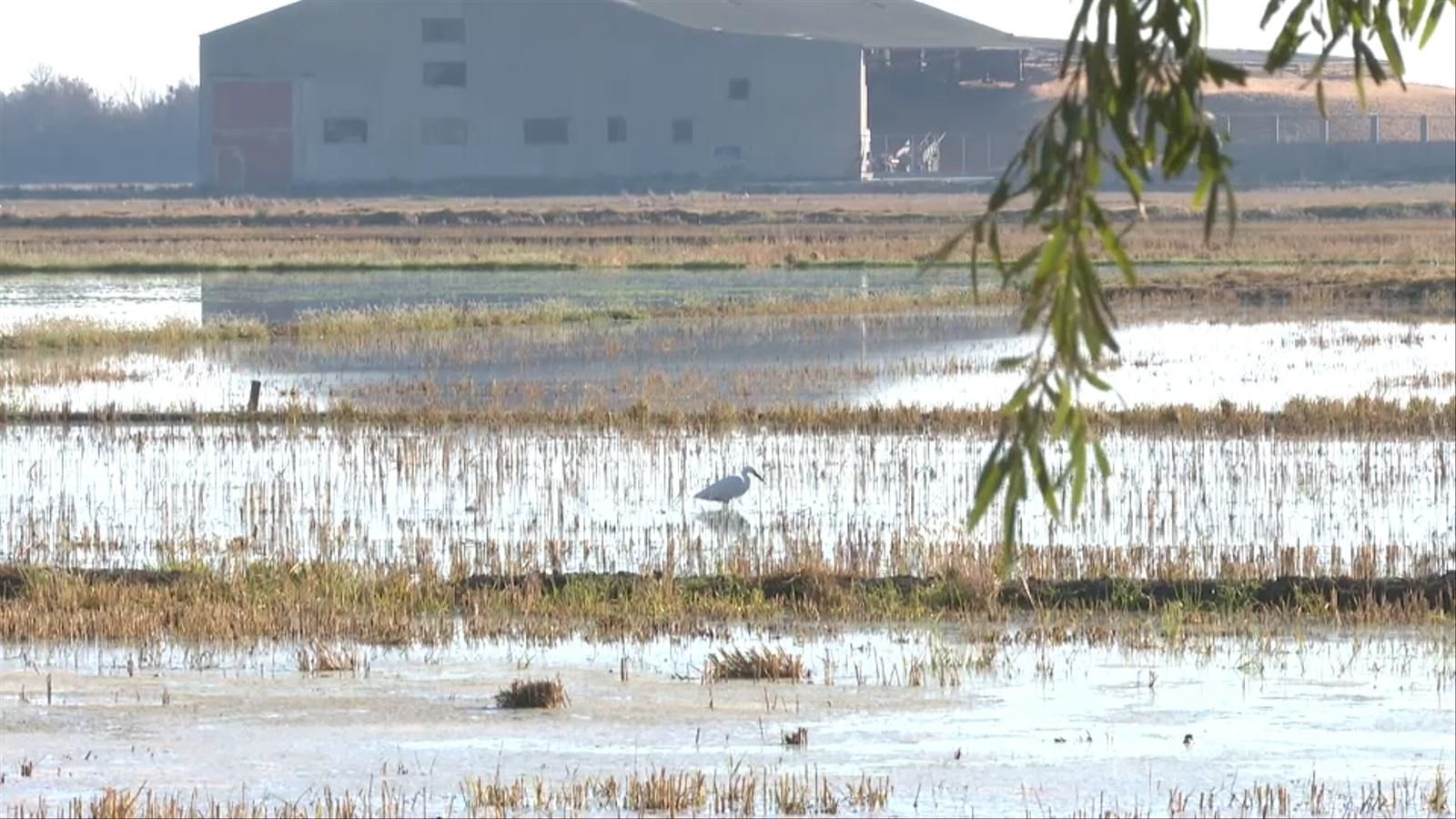 Albufera de València