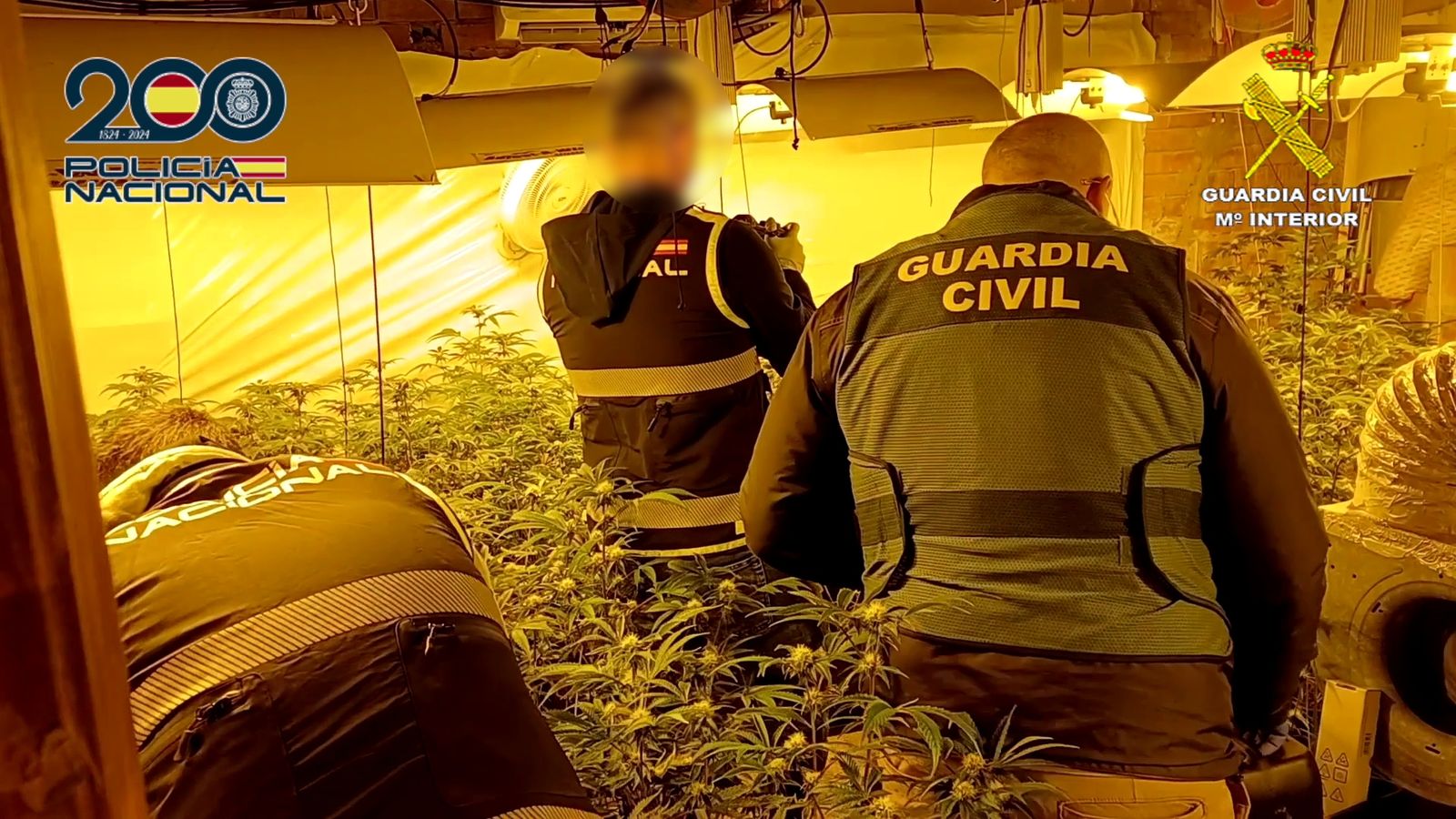 Operació contra el tràfic de marihuana a Alcoi i Cocentaina