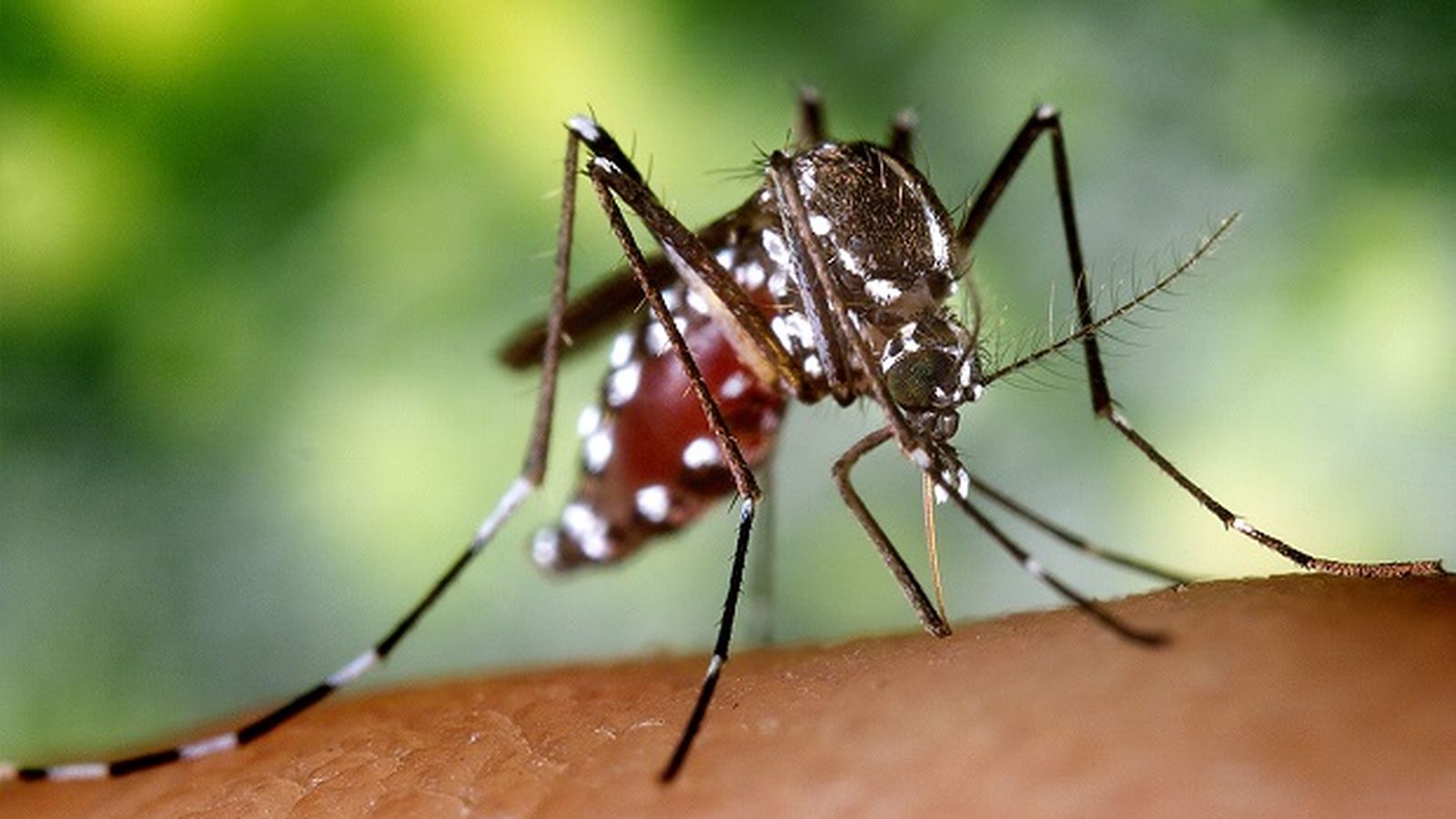 Els mosquits incrementen el risc de transmissió de malalties com el dengue, el zika, la febre groga o el chikungunya