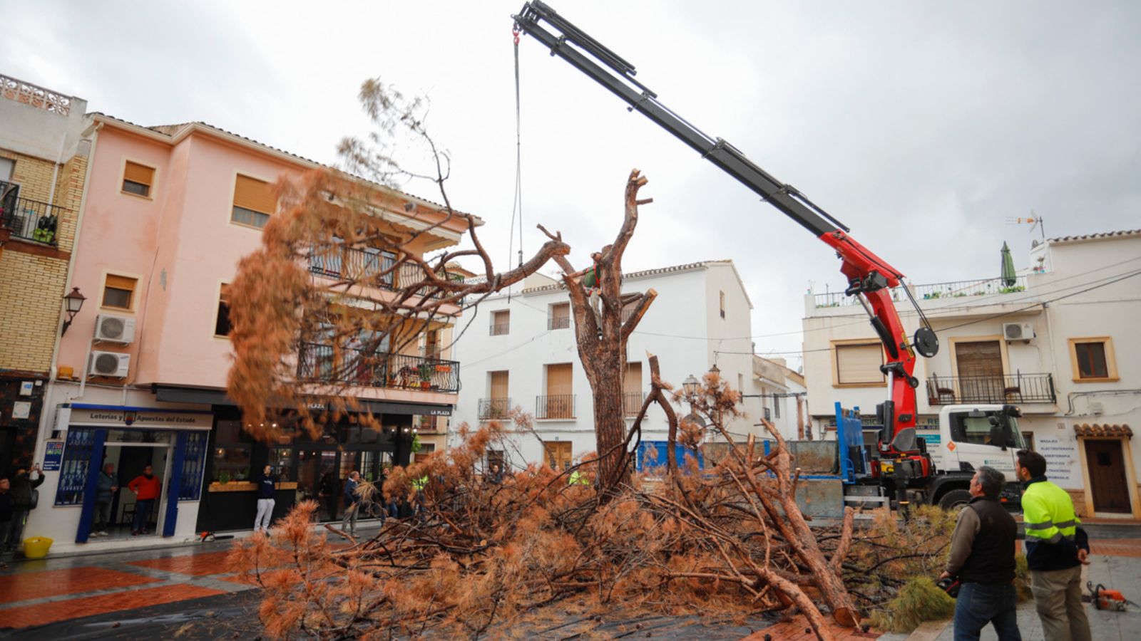 L\'Alfàs retira el pi que dona nom al municipi