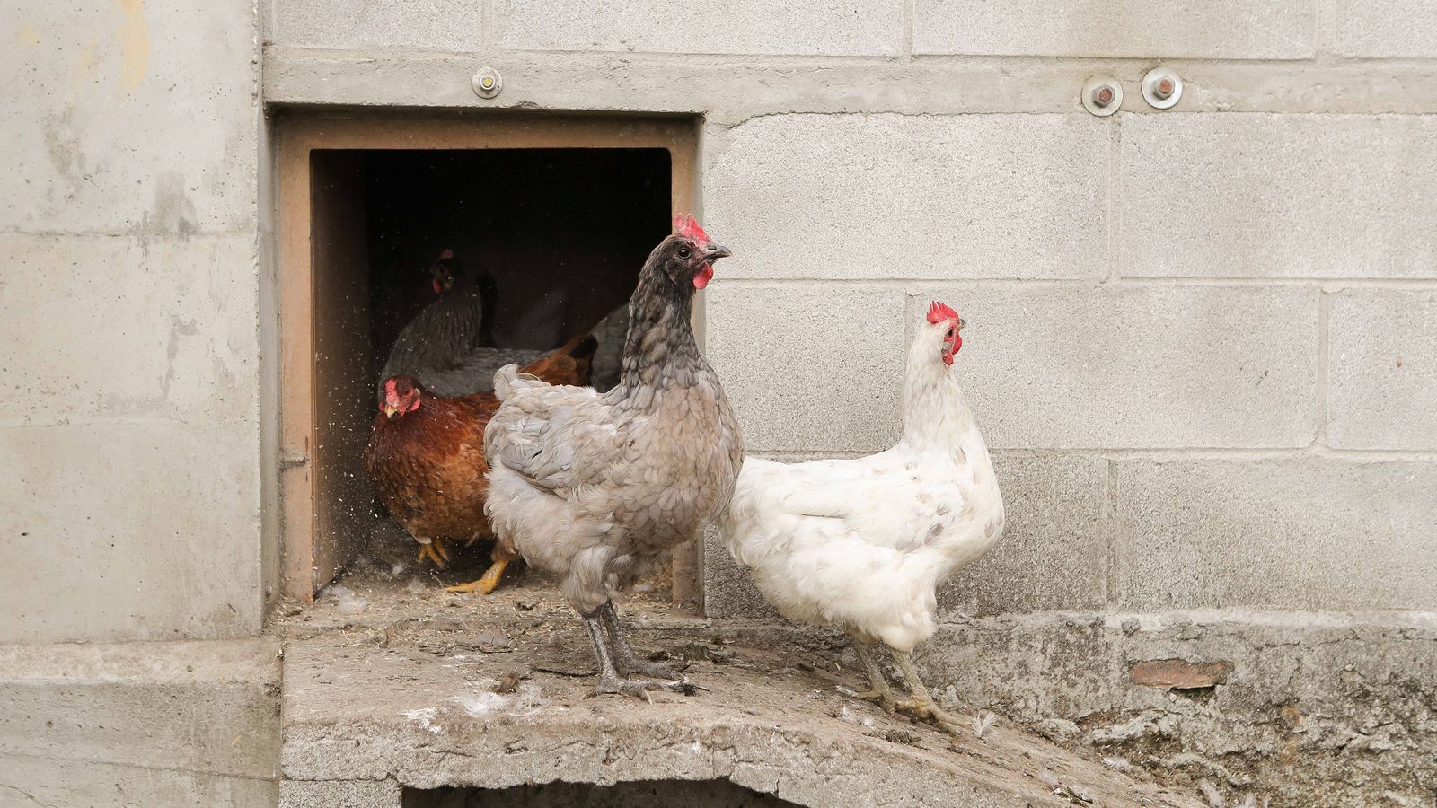 Gallines en una imatge d'arxiu