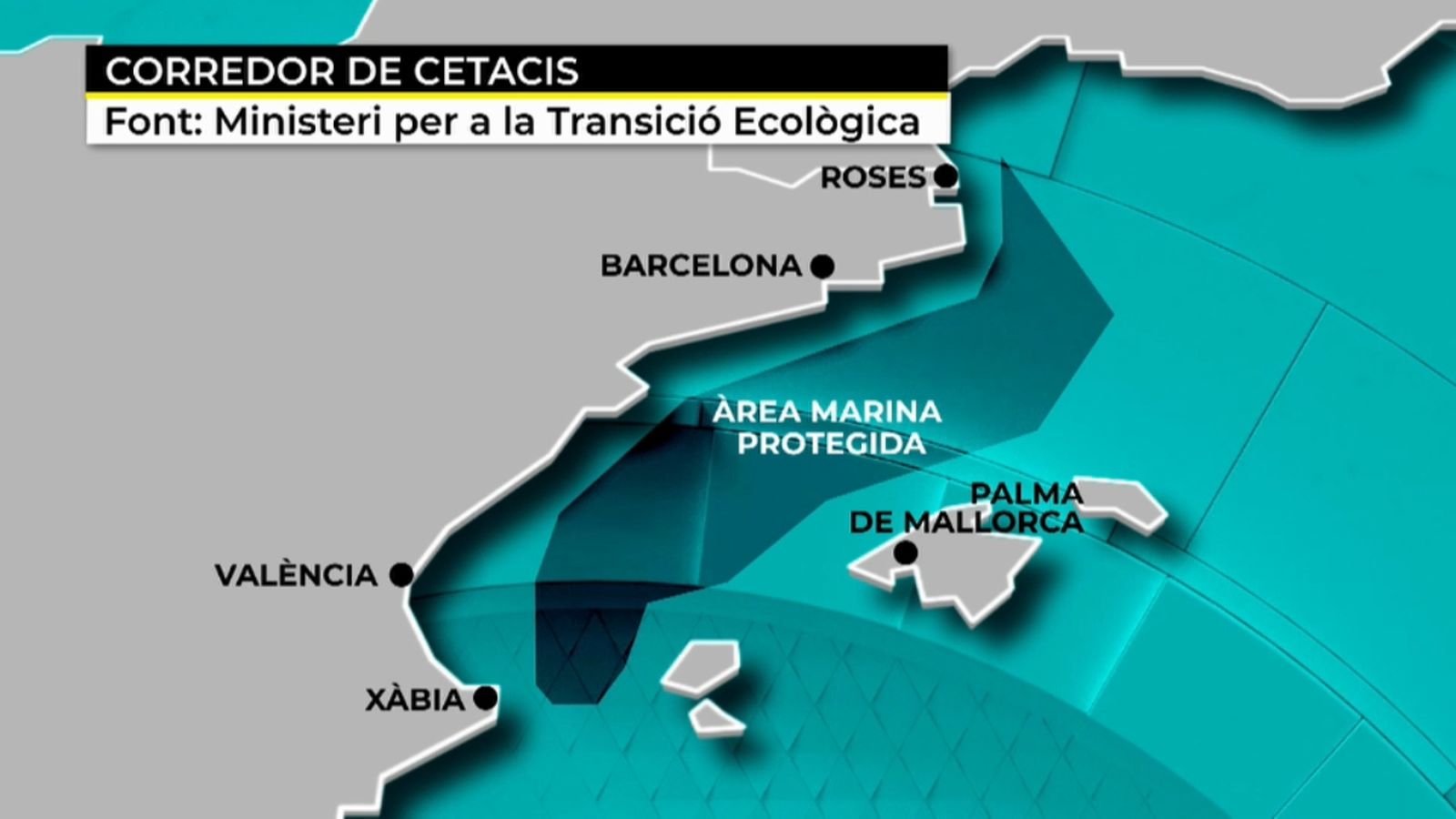 VÍDEO | El corredor de cetacis del Mediterrani es converteix en àrea protegida