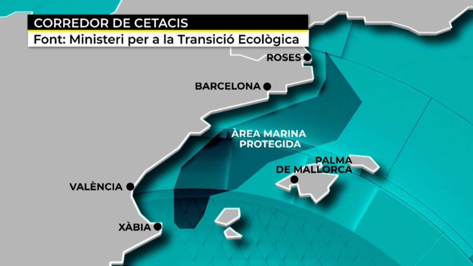 VÍDEO | El corredor de cetacis del Mediterrani es converteix en àrea protegida