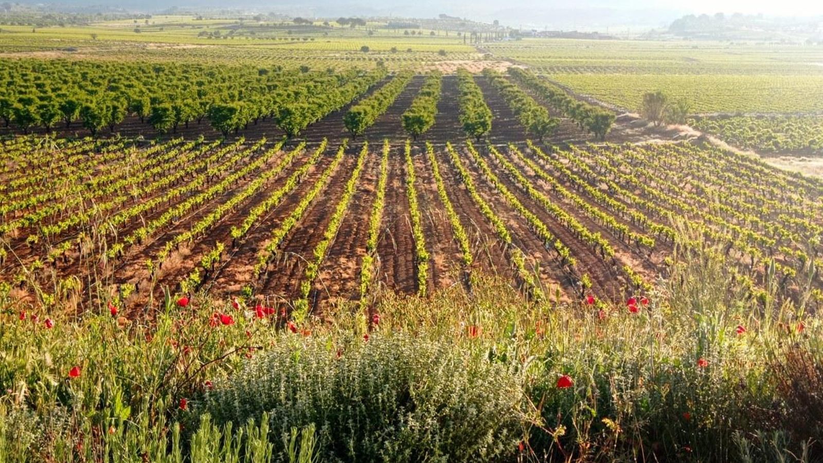 Vinyes de la DO Utiel Requena