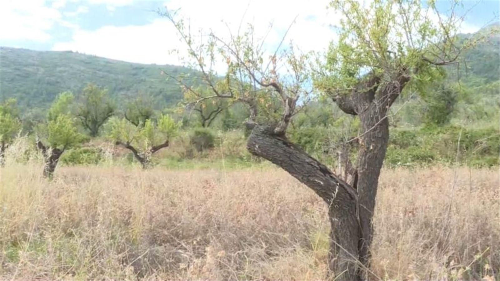 Arbre afectat per la xilel·la