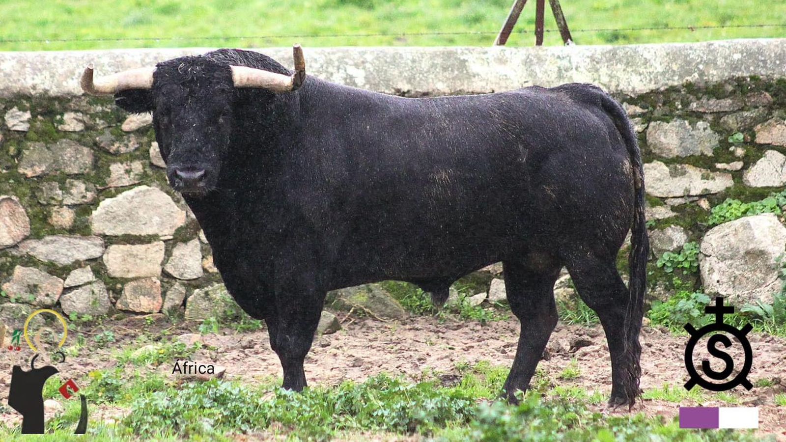 Bou de la ramaderia Luis Algarra Polera que a enganxar mortalment a l'home en la Vall d'Uixó