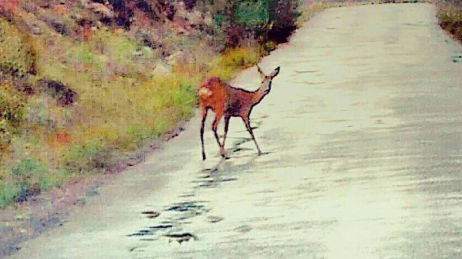 La presència del cèrvid demostra que el Millars s’està convertint en un corredor verd.