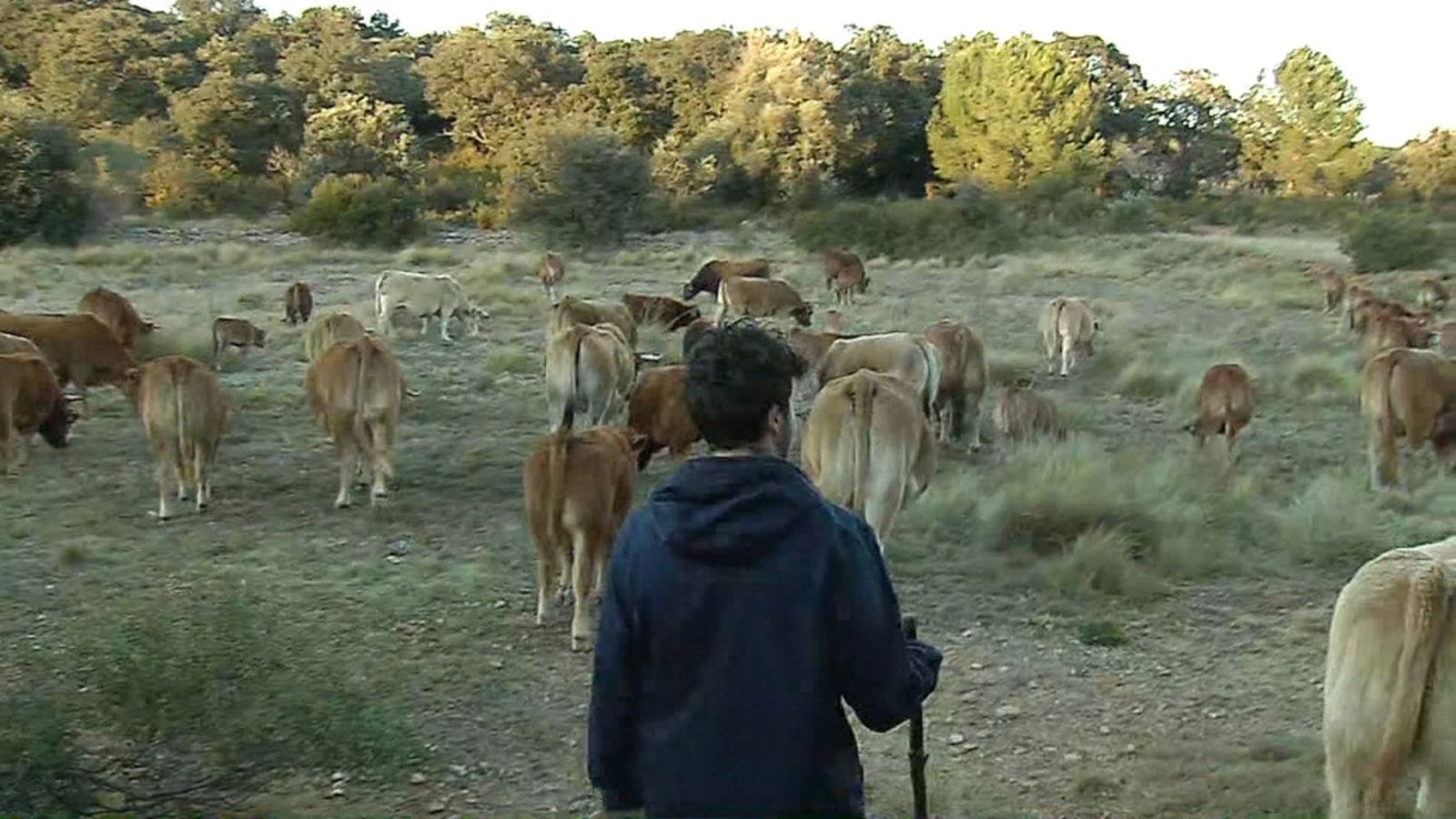 La transhumància, una activitat mil·lenària en perill d'extinció