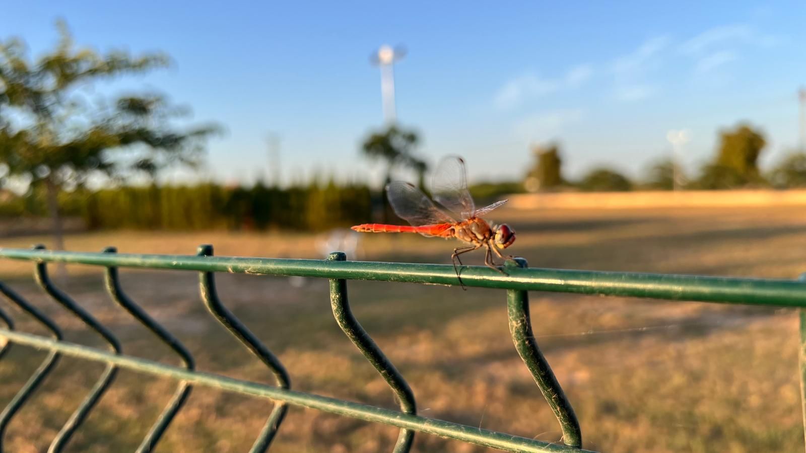 Plaga de parotets en l'Albufera