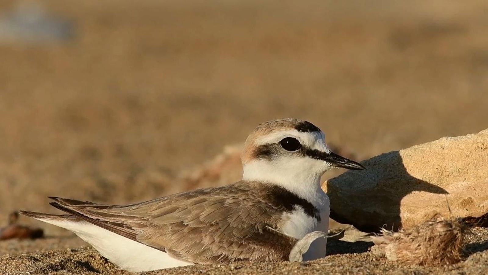 Els gossos solts amenacen la reproducció del corriol camanegre. Foto de portada: un exemplar d'aquest animal