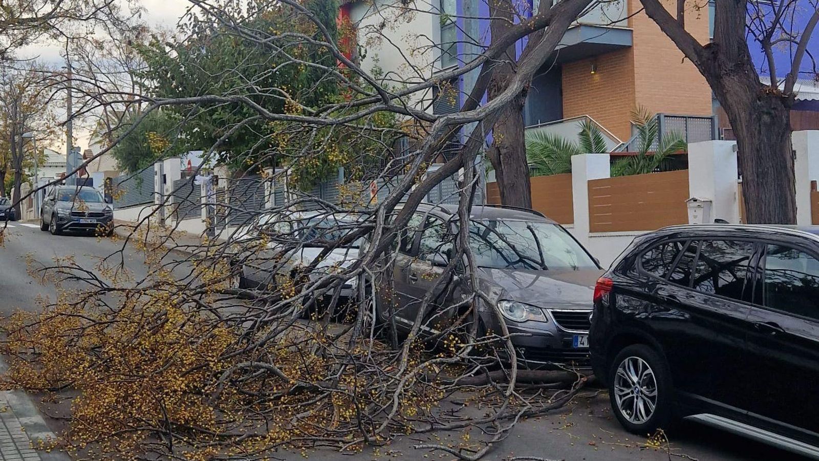 Una de les branques que tallava el pas en un dels carrers de la Canyada, a Paterna, aquest dijous