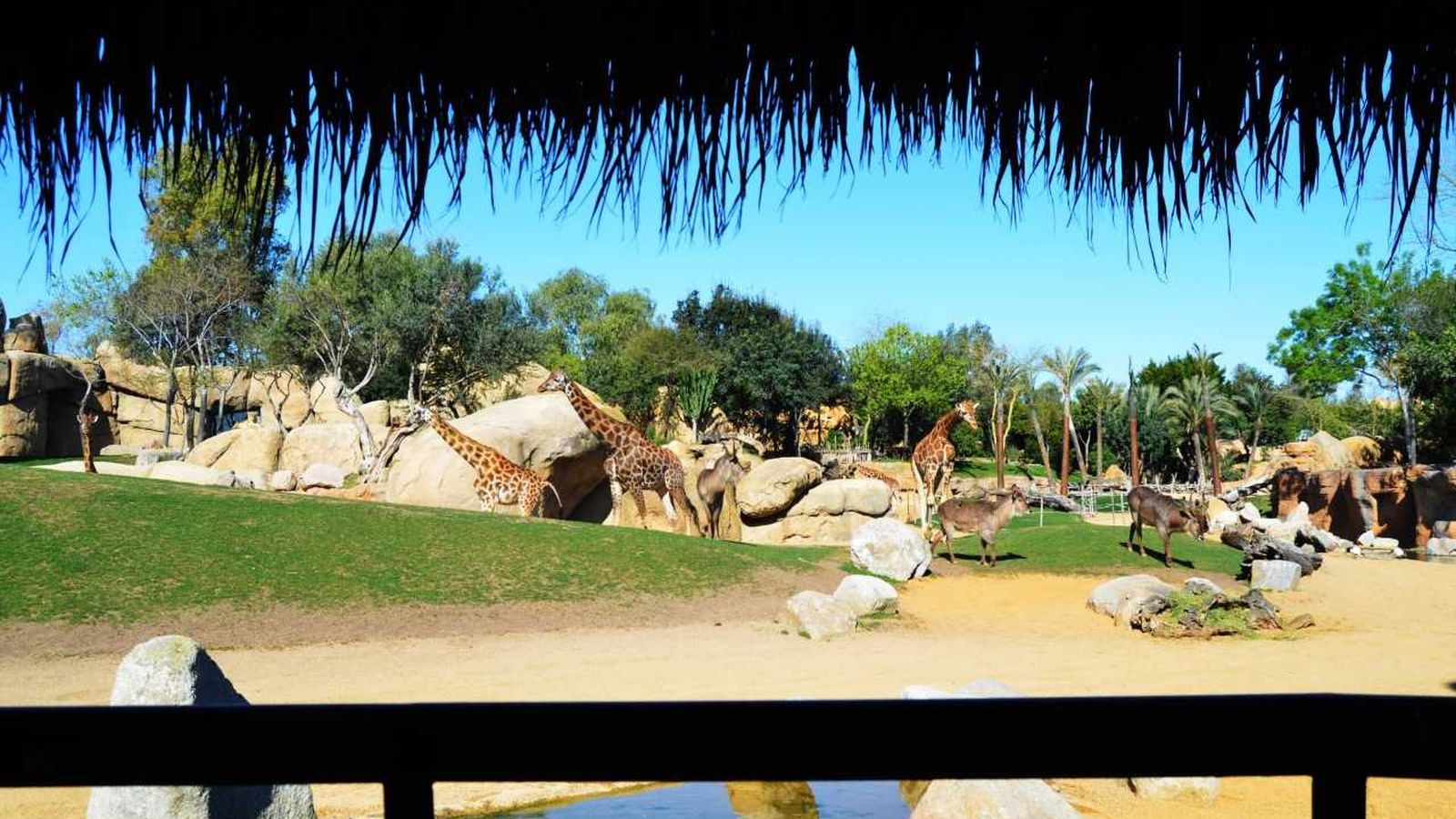 El Bioparc celebra els deus anys de vida